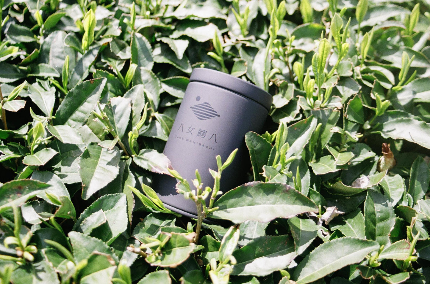 Yame Wanihachi Original Tea Canister