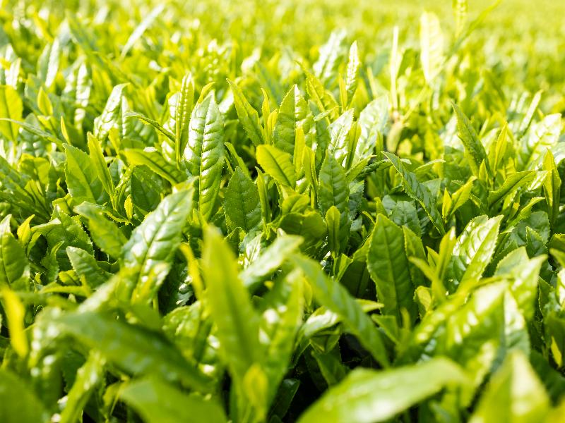 【2025新茶】手摘み煎茶 "叶迫" -Kanezako- 30g
