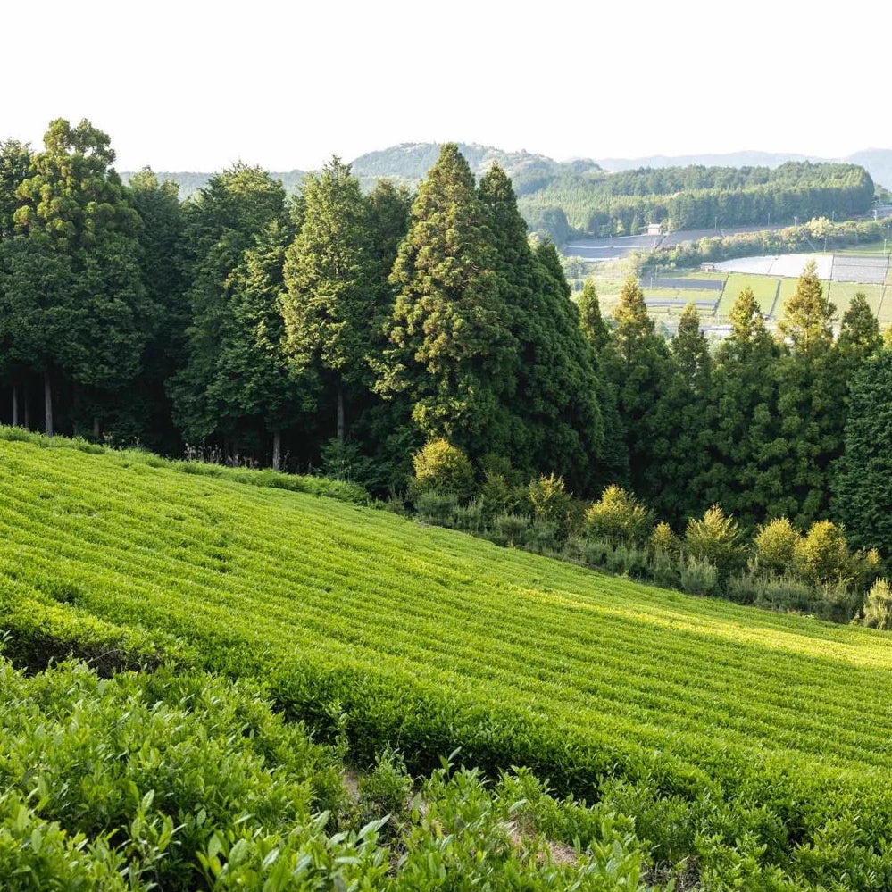 【2025新茶】煎茶 "叶迫" -Kanezako- 50g