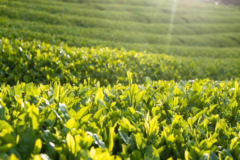 【2025新茶】煎茶 "峠" -Toge- 50g