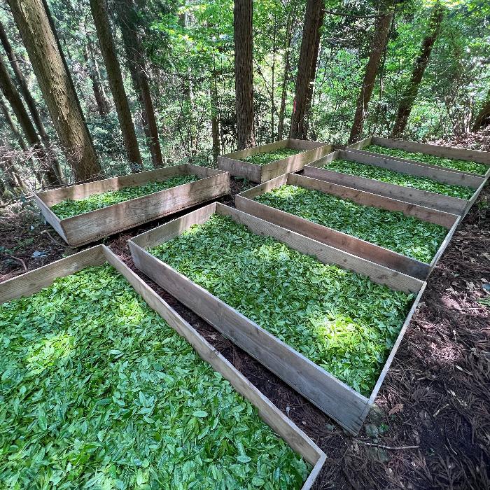 【2025新茶】萎凋煎茶 "やをら" -Yaora- 30g