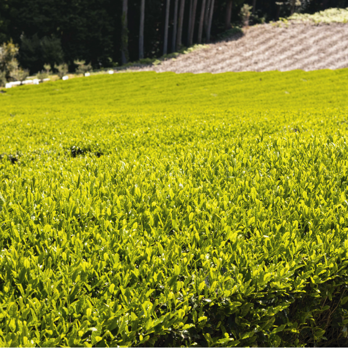 【2025新茶】萎凋煎茶 "やをら" -Yaora- 30g