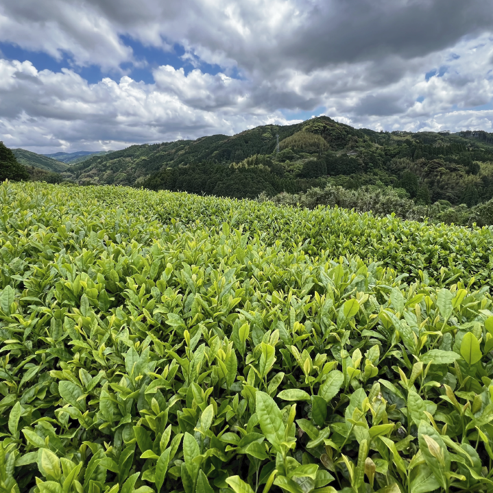 【2025新茶】煎茶 "万野乃"(在来)-Mannono- 30g