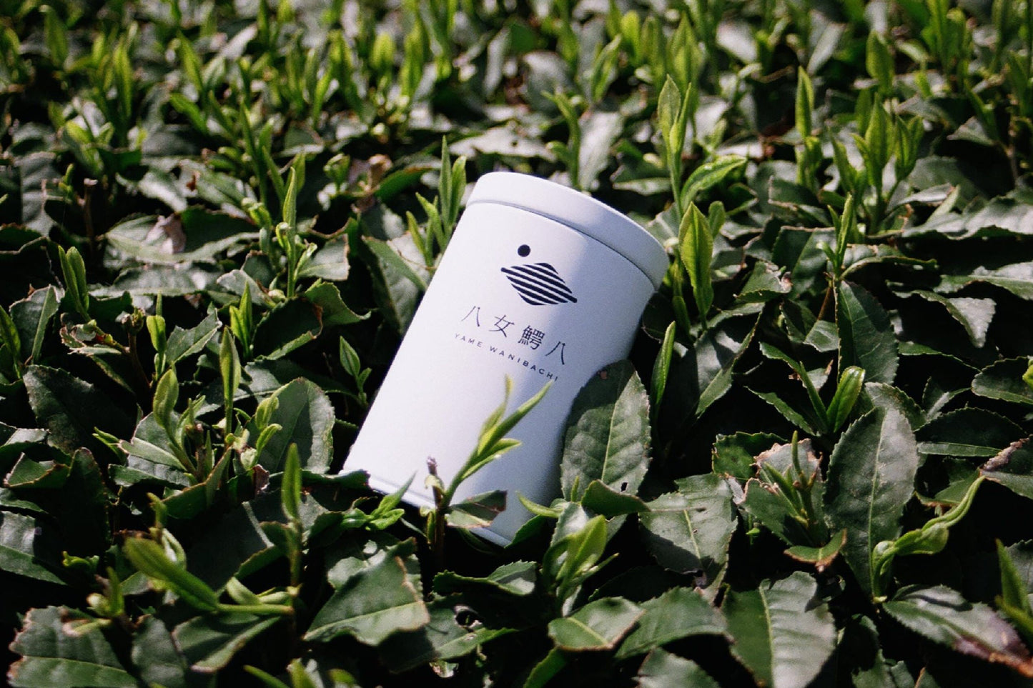 Yame Wanihachi Original Tea Canister