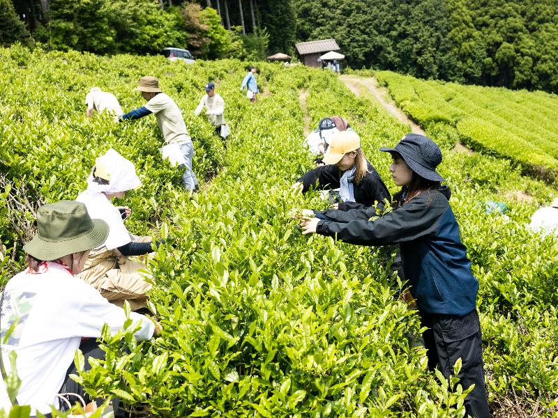 手摘み煎茶 "叶迫" -Kanezako- 50g