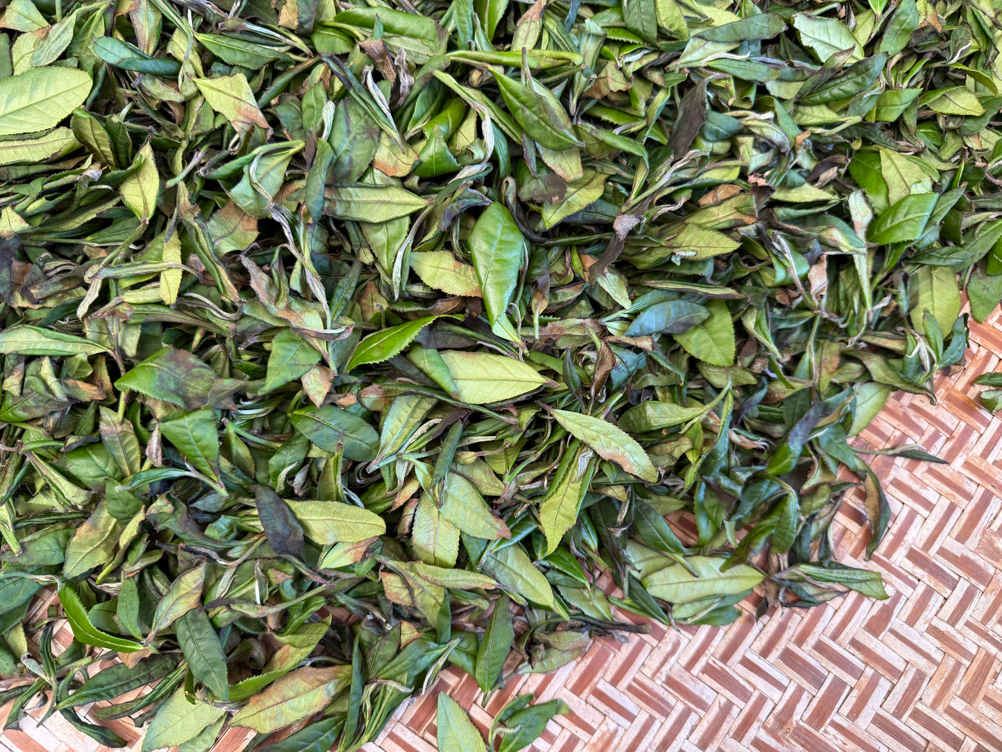 全手工 釜炒り烏龍茶 2025 NO.20 【さやまみどり】 18g