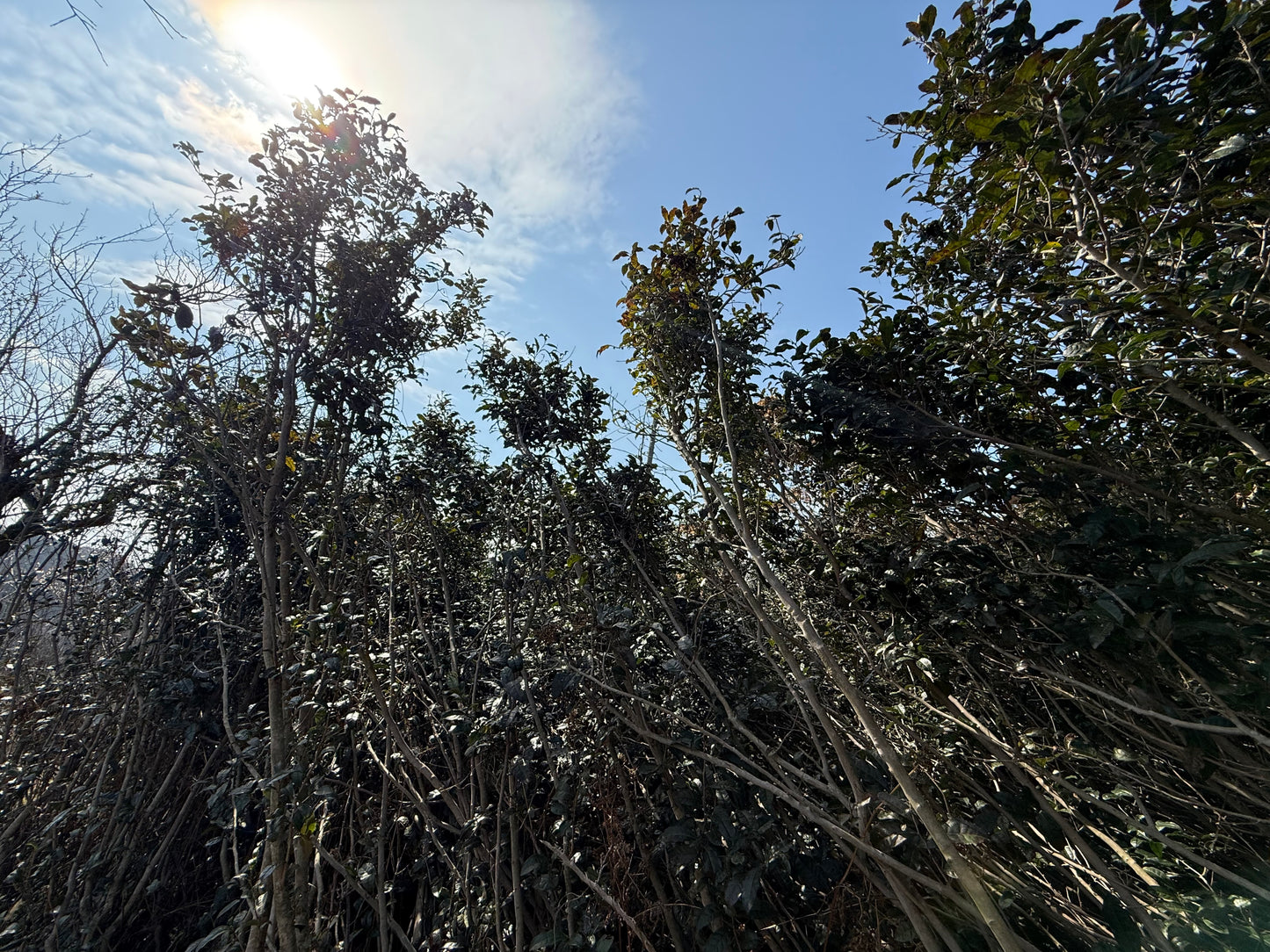 寒茶　【鰐八小判】20g