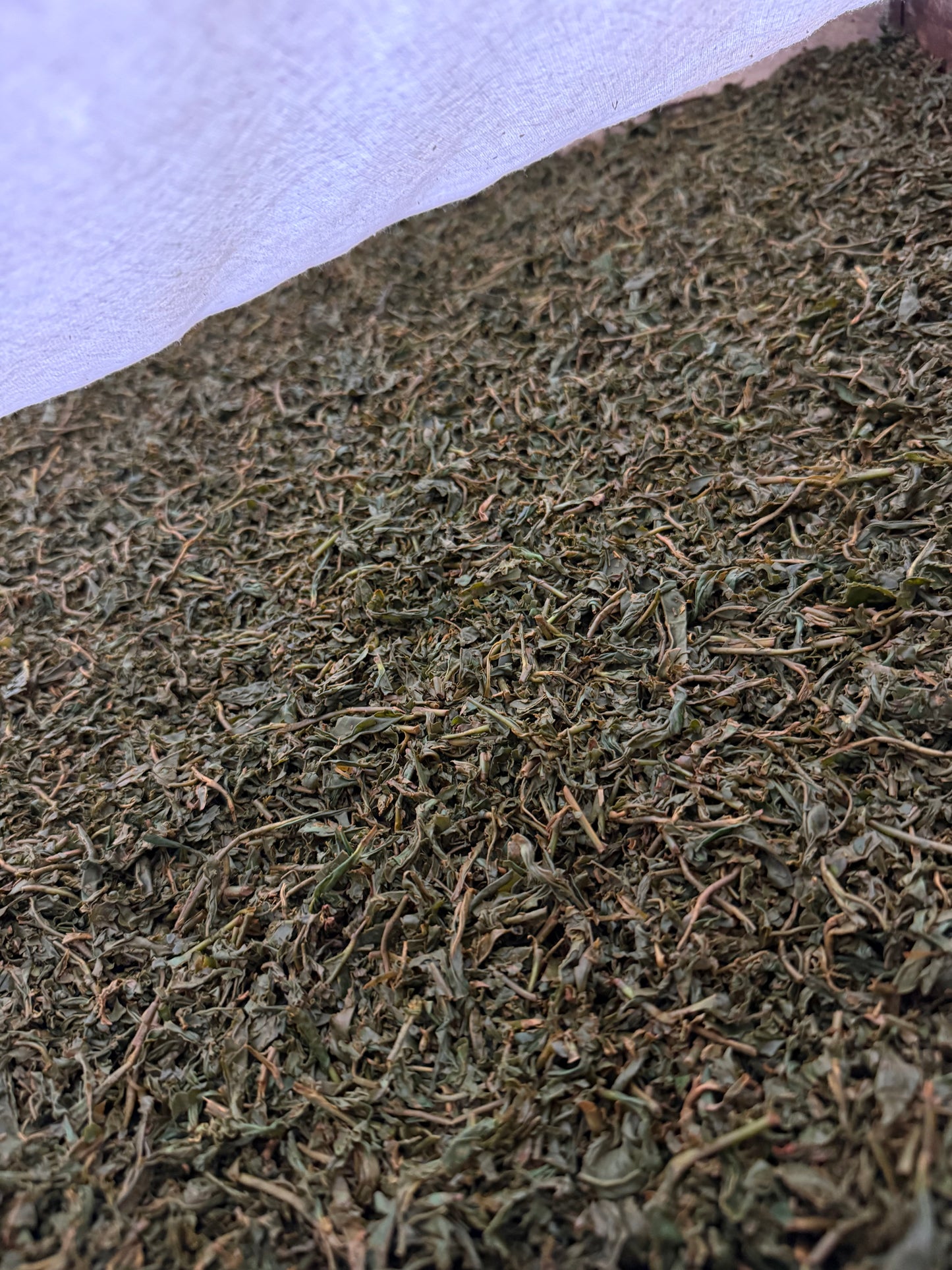 【2026新茶】鰐八紅茶 "乙木"-otogi- 【やぶきた】　30g