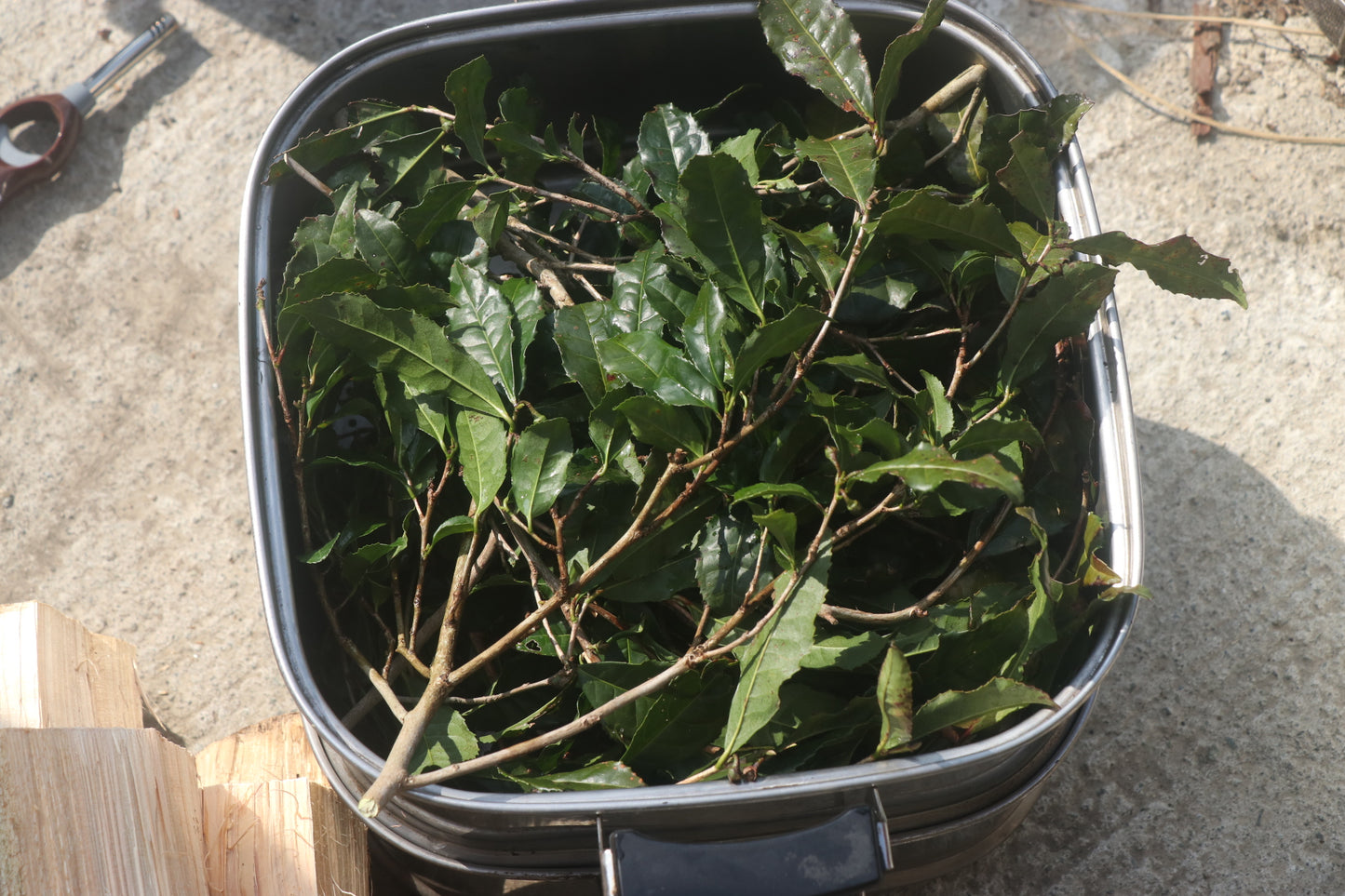 寒茶　【鰐八小判】20g