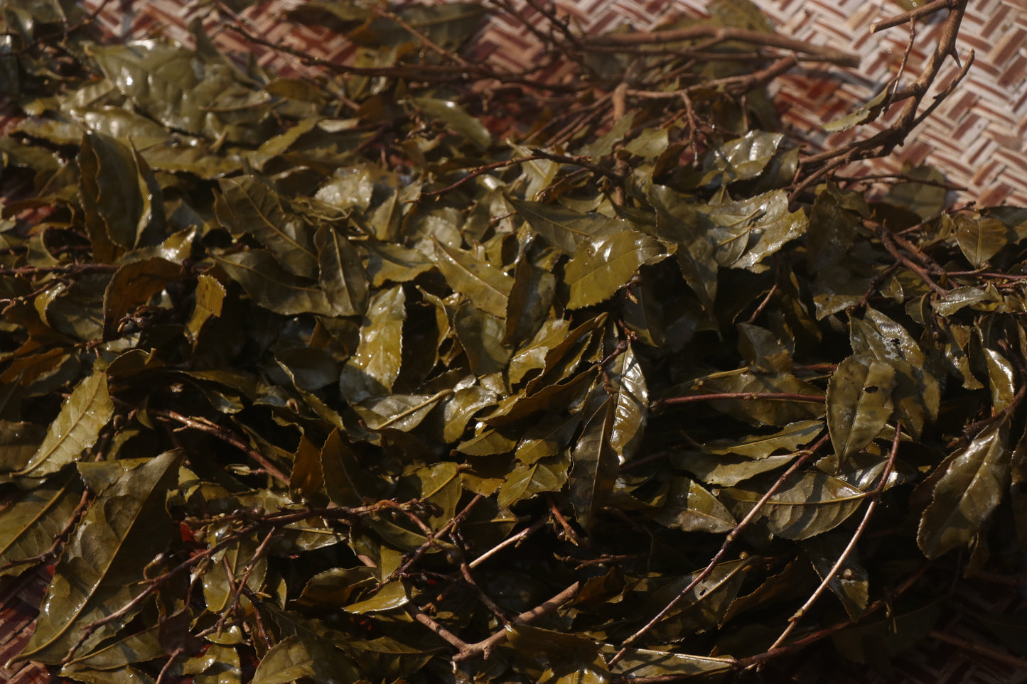 寒茶　【鰐八小判】20g