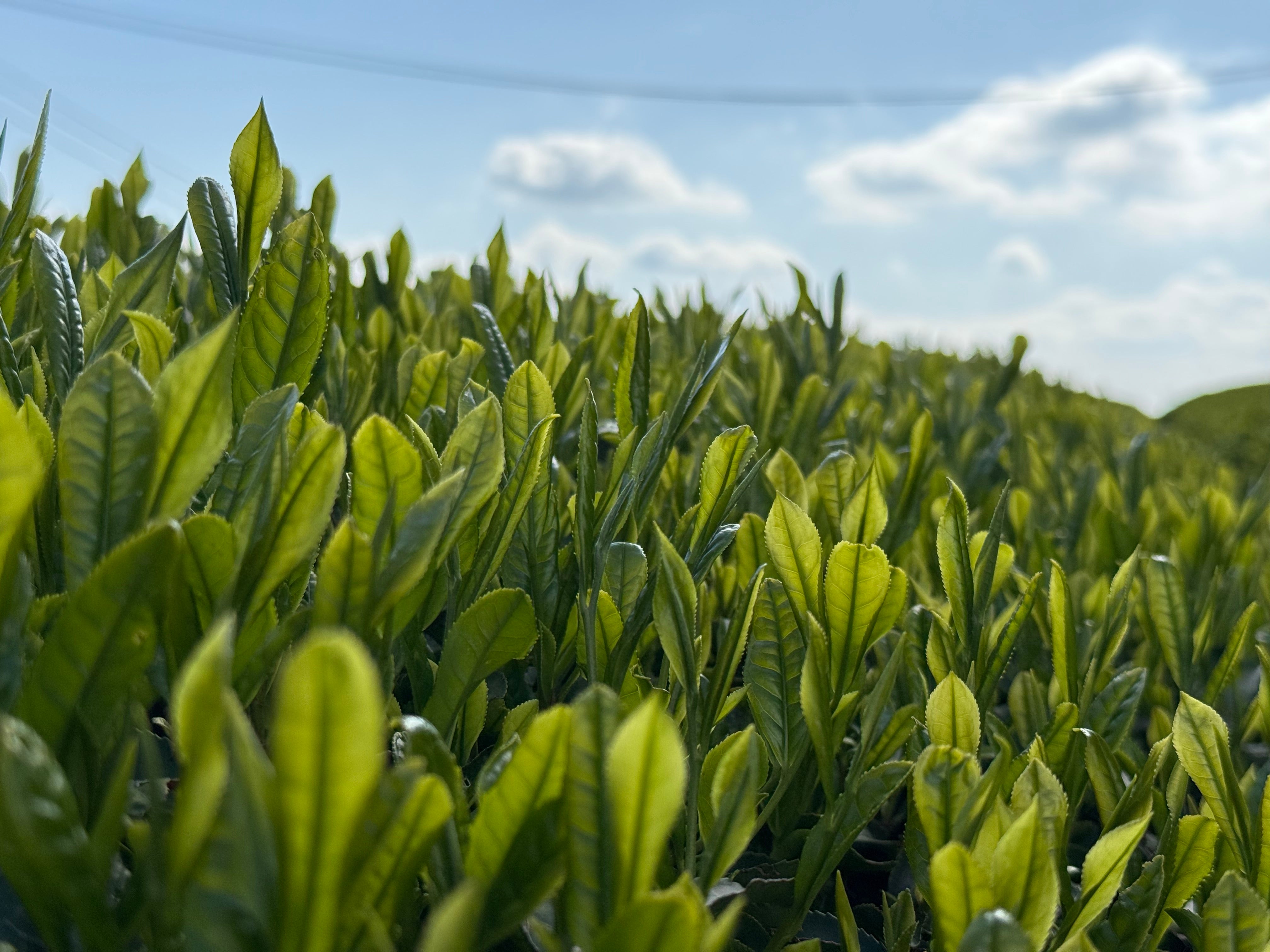 2025新茶 – 八女鰐八-YAME WANIBACHI-