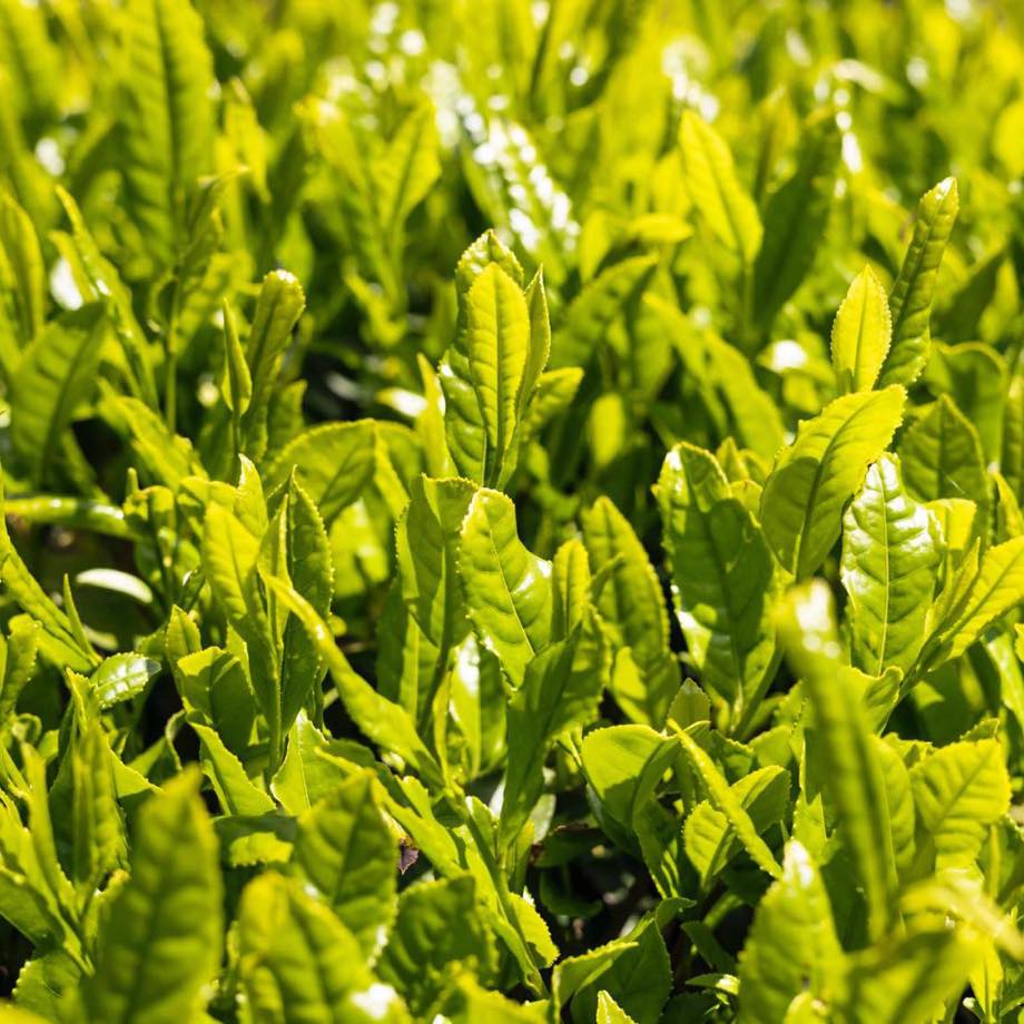 2025新茶】煎茶 
