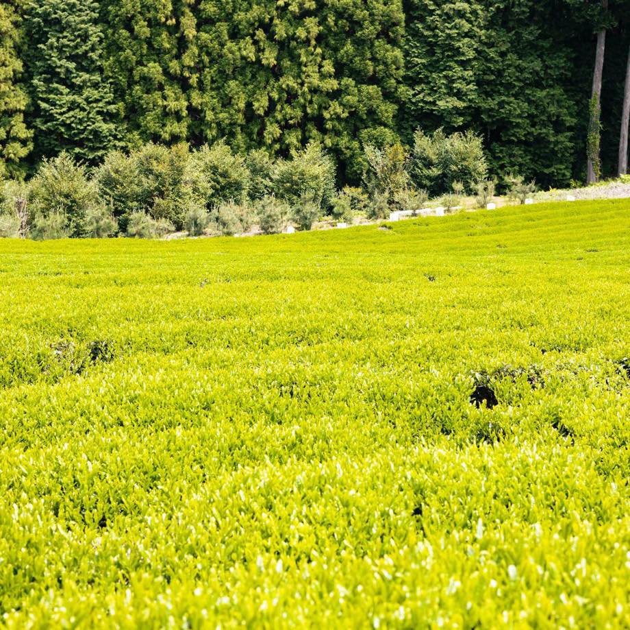 【2025新茶】煎茶 "叶迫" -Kanezako- 50g