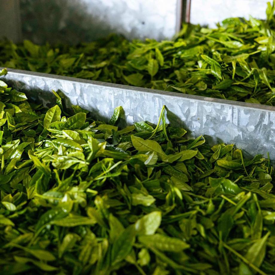 【2025新茶】煎茶 "叶迫" -Kanezako- 50g
