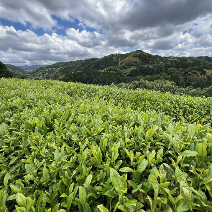 煎茶 "万野乃"（在来）-Mannono- 50g