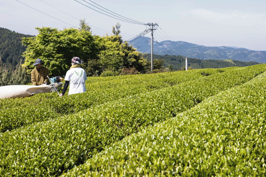 煎茶 "峠" -Toge- 80g